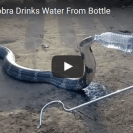 king cobra takes a drink