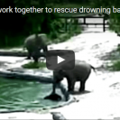 elephants rescue calf