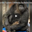 gorilla fosters kittens