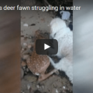 Watch This Dog Rescue A Deer From The Ocean