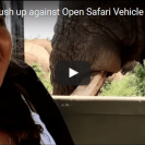 Check Out This Safari Group’s Encounter With A Wild Bull Elephant