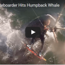 kiteboarder hits humpback whale