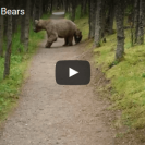 Check Out This Close Encounter With Mama Bear And Her Cubs