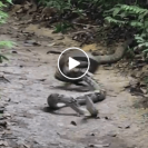 Watch This Video Of A King Cobra Killing A Python With Its Venomous Bite