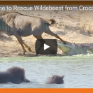 crocodile attack