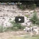 gray wolf chases car