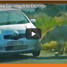 Watch This Lion Bite A Tourist Car Causing Its Tire To Explode