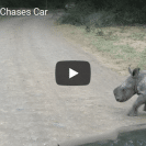 baby rhino attacks
