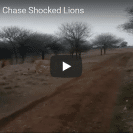 biker hooligans chase lions