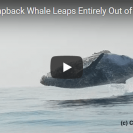 humpback whale leaps out of the water