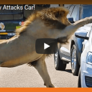 lion attacks car