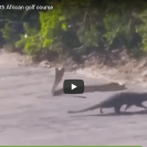 mongoose attacks cobra