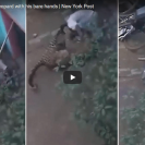 Leopard Attacks Man