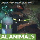 octopus swallows diver