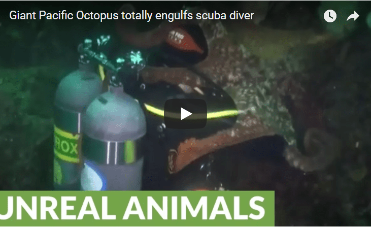 octopus swallows diver