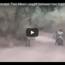 Two Guys Have An Uncomfortable Experience With Two Wild Tigers