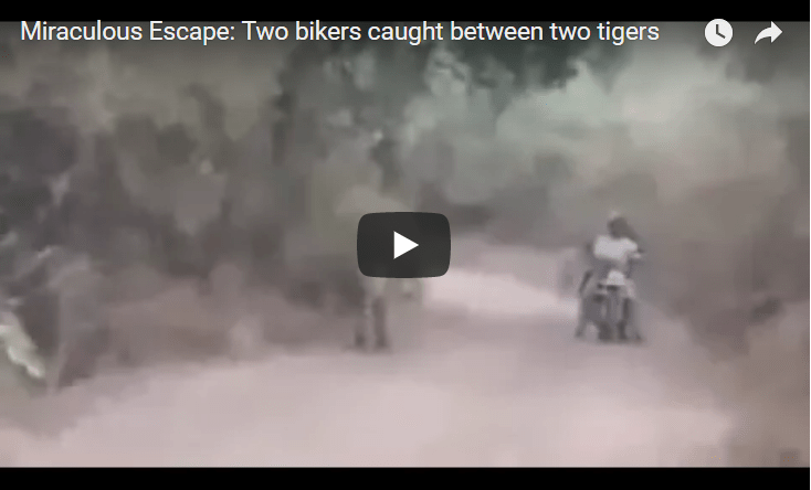 Two Guys Have An Uncomfortable Experience With Two Wild Tigers