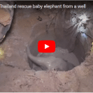 baby elephant rescue