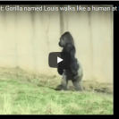 gorilla walks upright