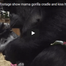 Check Out This New Mama Gorilla Touchingly Care For Her New Born Baby