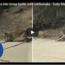 Bobcat And Rattlesnake Go At It In A Titanic Struggle For Survival