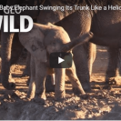 awkward elephant
