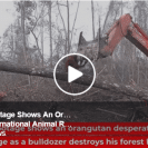 orangutan bulldozer