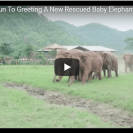 rescued elephant
