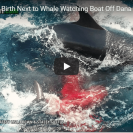 Incredibly Rare Footage Of Live Wild Birth Of False Killer Whale