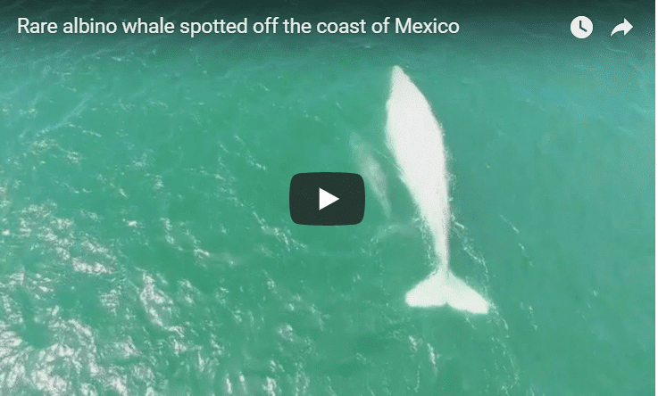 Check Out This Video Of Rare Albino Gray Whale