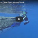Amazing Footage Of Humpback Protecting Diver From Shark