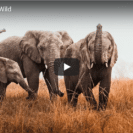 Watch The Moment Rehabilitated Elephants Are Released Back Into The Wild