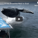 Humpback Whale Breaches Right Next To Tour Boat