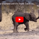 Tragic Images Of Elephant Calf Without Trunk
