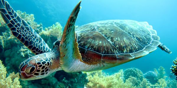 The Disturbing Disappearance Of Turtles