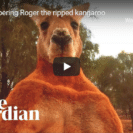 Roger The Boxing Kangaroo Passes Away