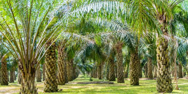 WWF Leading The Charge Towards Sustainable Palm Oil