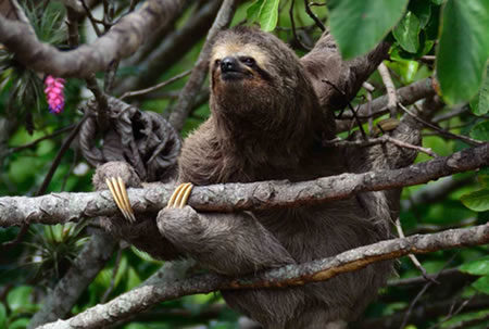 Adopt a Sloth