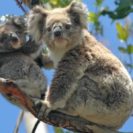 Koalas Are As In Much Danger As Orangutans Says WWF