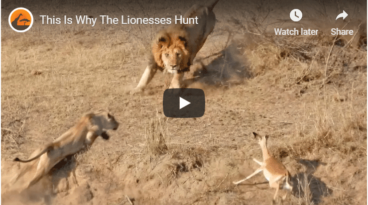 Check Out This Footage Of A Lion Hunt Gone Wrong | udopt.co.uk