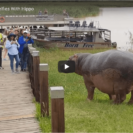Watch Lucky Tourist Group Avoid Hippo Attack 