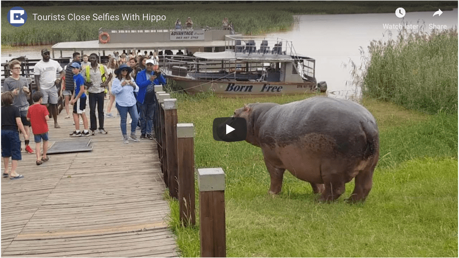 Watch Lucky Tourist Group Avoid Hippo Attack 