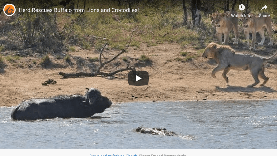 Check Out Video Of Buffalo Bull Fending Of Crocodile And Lion Pride 