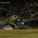 Check Out This Footage Of A Jaguar Taking Down A Crocodilian 