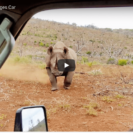 Check Out Footage Of Black Rhino Charge 