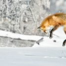 Young Fox Makes Epic Journey From Norway To Canada 