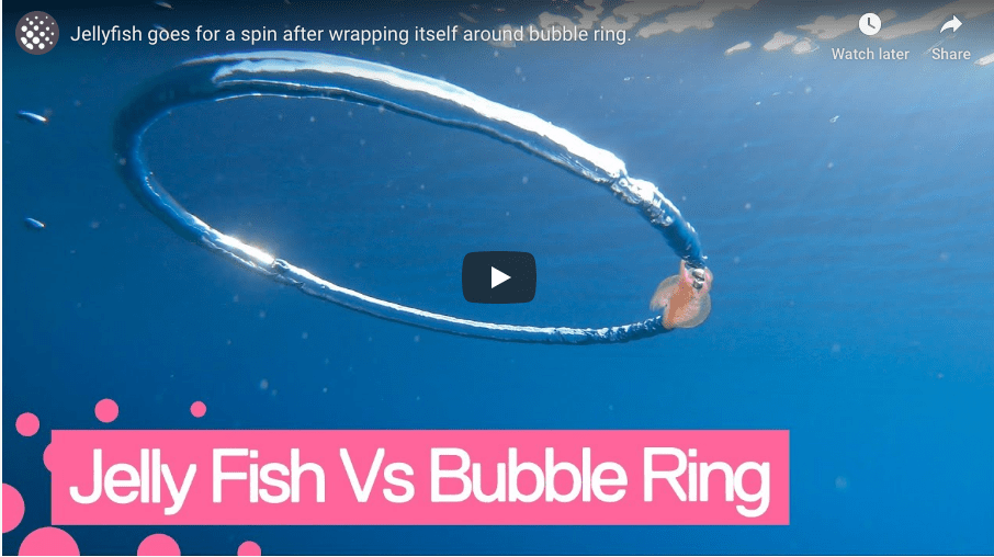 Amazing Footage Of Jelly Fish Spinning