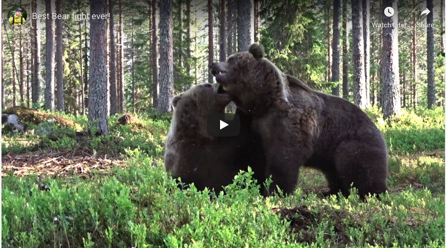 Amazing Bear Fight Caught On Video 