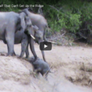 Elephant Calf In Trouble Rescued By Herd