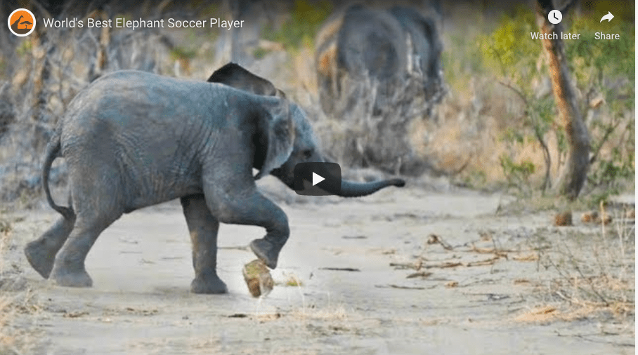 Cute Elephant Calf Loves A Spot Of Football 